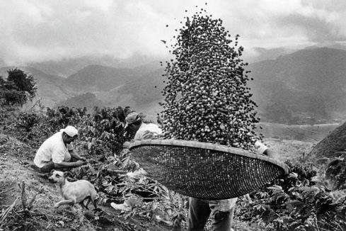 Fotografía de Café / Sebastião Salgado