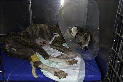 Suerte, galgo en Córdoba, otro desecho de cazador Suerte, galgo en Córdoba, otro desecho de cazador