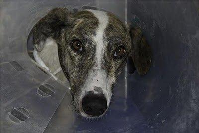 Suerte, galgo en Córdoba, otro desecho de cazador Suerte, galgo en Córdoba, otro desecho de cazador