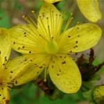 Hiperico, plantas medicinales Hiperico
