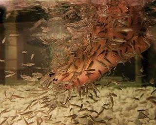 Me han hecho la pedicura ¡¡¡unos peces!!! Me han hecho la pedicura ¡¡¡unos peces!!!