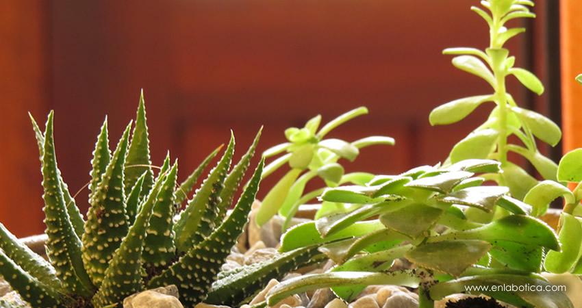 DIY: un jardín suculento DIY: un jardín suculento