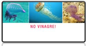 Nuestras amigas, las medusas (2a parte) medusas no vinagre