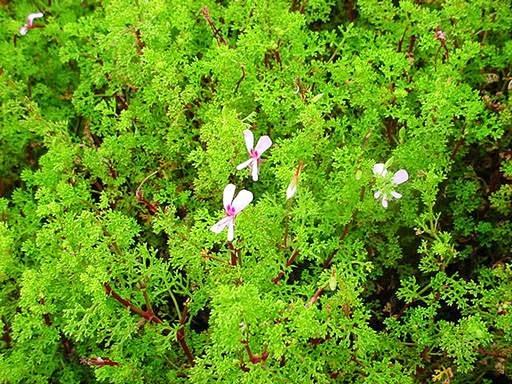 geranio-perfumado-crispum geranio-perfumado-crispum