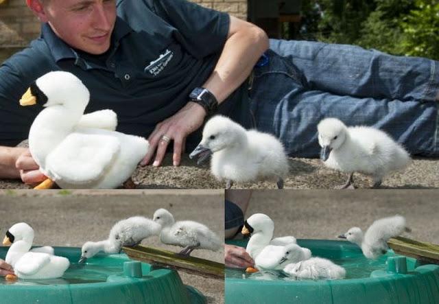 El cisne, que no tiene mamá es porque no quiere