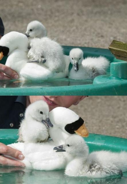 El cisne, que no tiene mamá es porque no quiere