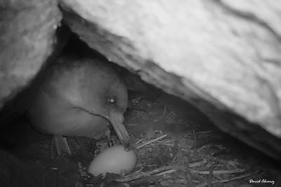 Trabajando con pardelas Trabajando con pardelas