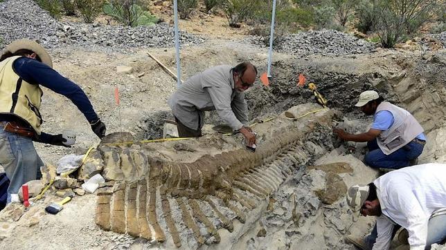 Las 50 vértebras completas de la única cola articulada Las 50 vértebras completas de la única cola articulada