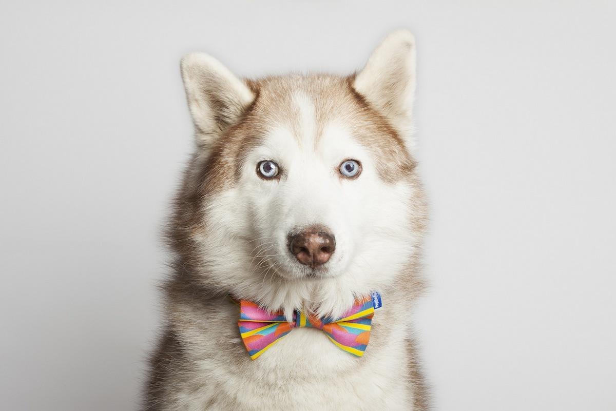 Pepito&Co.; por y para los animales Pepito&Co.; por y para los animales