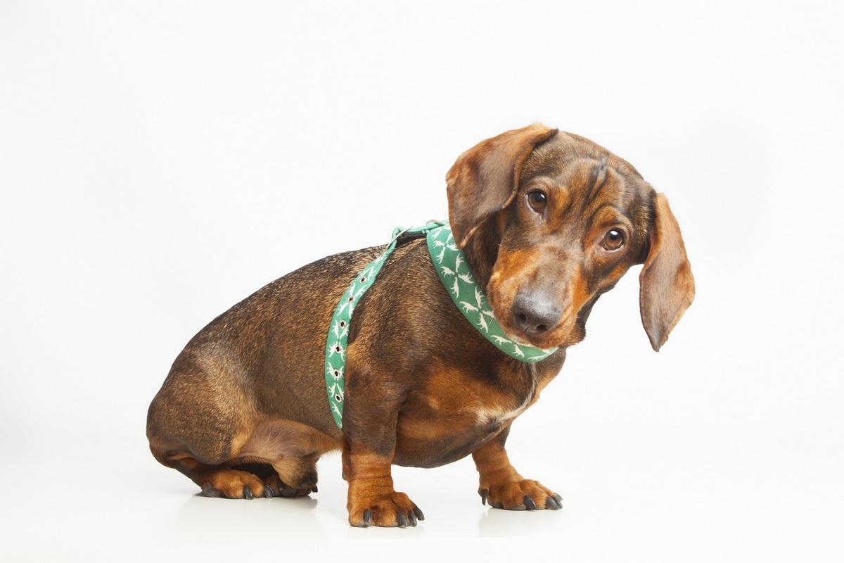 Pepito&Co.; por y para los animales Pepito&Co.; por y para los animales