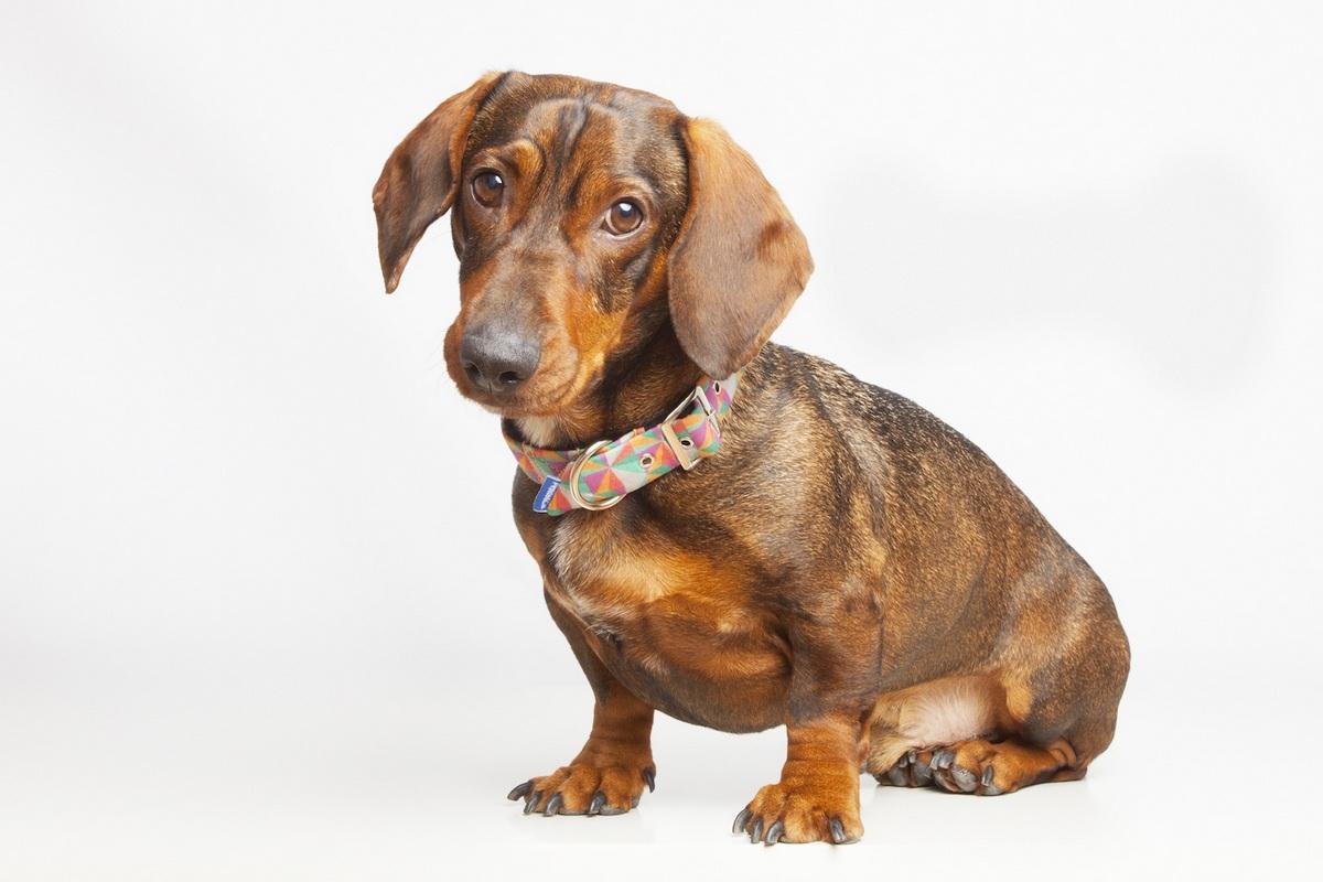 Pepito&Co.; por y para los animales Pepito&Co.; por y para los animales