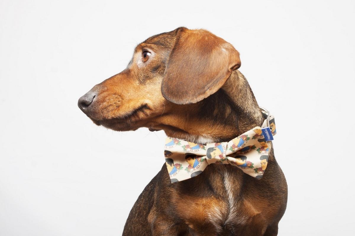 Pepito&Co.; por y para los animales Pepito&Co.; por y para los animales