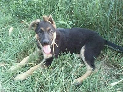 Cachorrita de pastor alemán abandonada, urge adopción. Ejea de los Caballeros (Zaragoza)