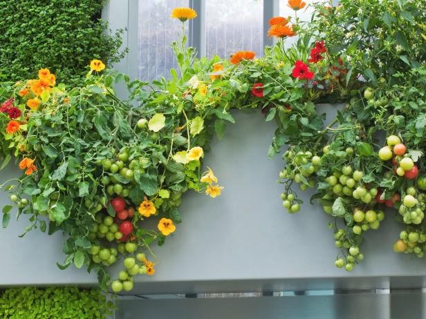 el-huerto-en-macetas-tomates el-huerto-en-macetas-tomates