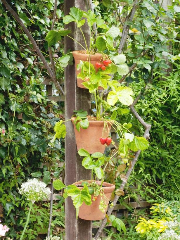 el-huerto-en-macetas-fresas el-huerto-en-macetas-fresas