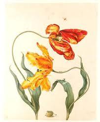 LA MUJER QUE ESTUDIABA LOS INSECTOS LA MUJER QUE ESTUDIABA LOS INSECTOS