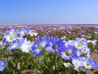 La explosión de belleza de un desierto florido