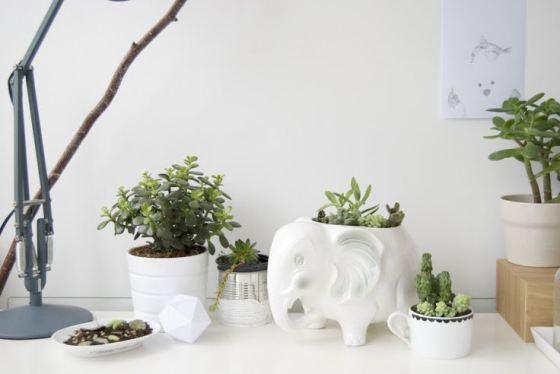 Plantas en la decoración de tu hogar plantas-en-casa-05