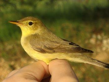 Un humilde visitante temporal: el zarcero común Un humilde visitante temporal: el zarcero común
