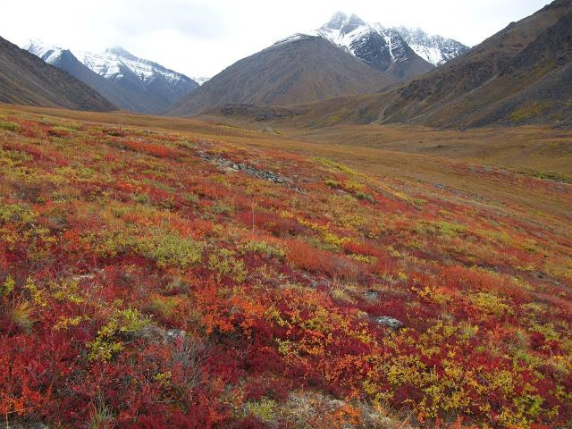tundra essay An essay or paper on the impact of tundra biome compared with other biomes, the tundra biome is relatively young, having its origin in the pleistocene (1,600,000 to. tundra essay An essay or paper on the impact of tundra biome compared with other biomes, the tundra biome is relatively young, having its origin in the pleistocene (1,600,000 to.