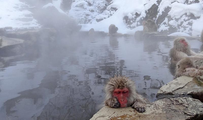 Los monos de Nagano