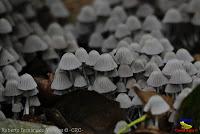 Parque Municipal Ambiental Río Loro -Ochomogo, Cartago- Parque Municipal Ambiental Río Loro -Ochomogo, Cartago-