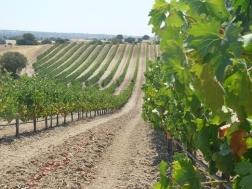 Visita a los viñedos de la Bodega Casa Monroy de DO de Vinos de Madrid