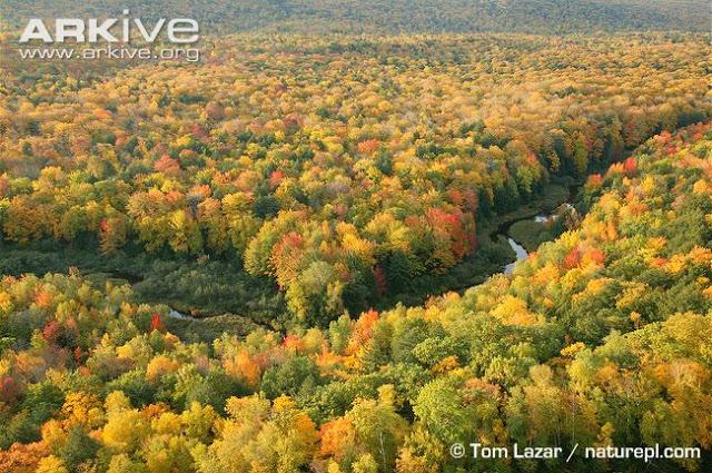 Bosque deciduo templado Bosque deciduo templado