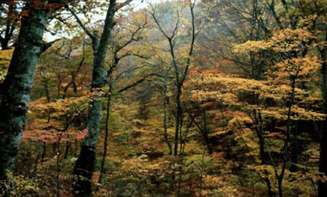 Bosque templado Bosque templado
