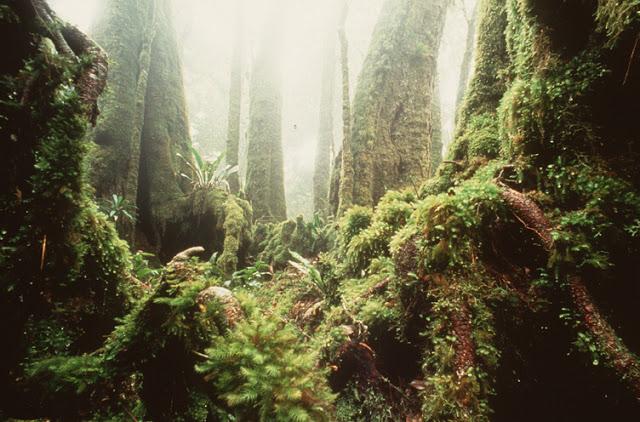 Bosque templado Bosque templado