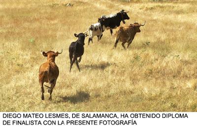 CERTAMEN NACIONAL: ALBERT DE JUAN SE HACE CON EL PREMIO LADIS DE FOTOGRAFÍA TAURINA