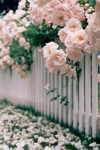 Jardines en Flor. Jardines Ingleses. Jardines en Flor. Jardines Ingleses.