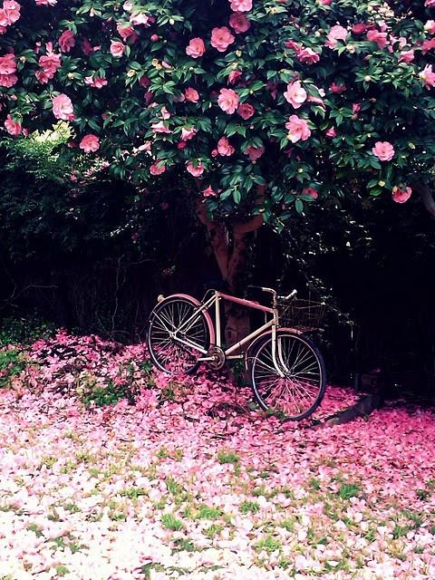 Jardines en Flor. Jardines Ingleses. Jardines en Flor. Jardines Ingleses.