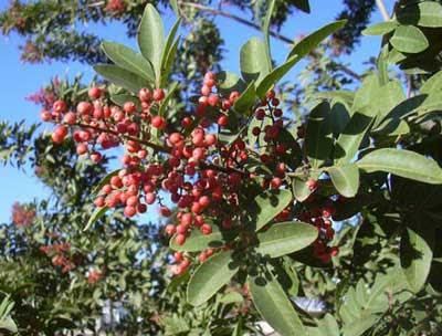Schinus terebinthifolius Raddi Schinus terebinthifolius Raddi