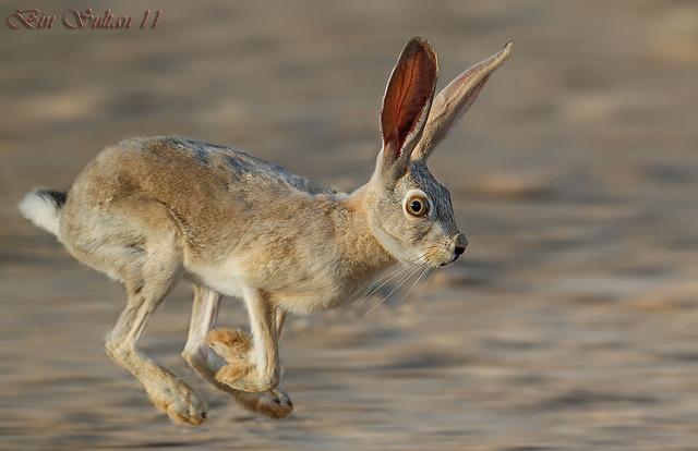 Bioma, Desierto Bioma, Desierto