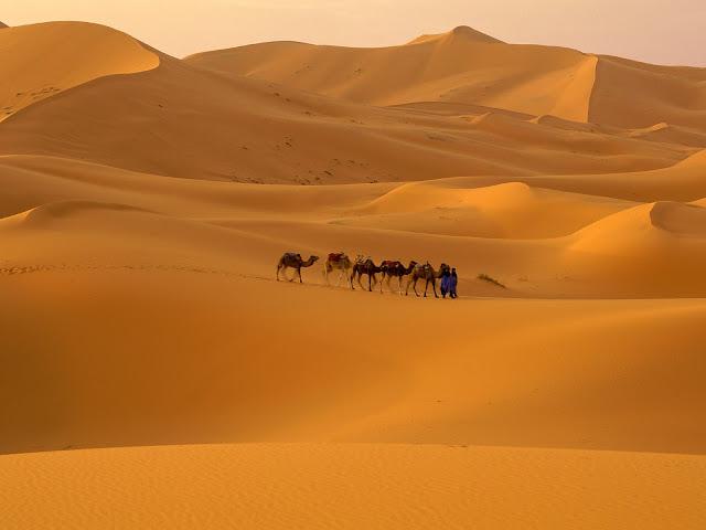 Bioma, Desierto Bioma, Desierto