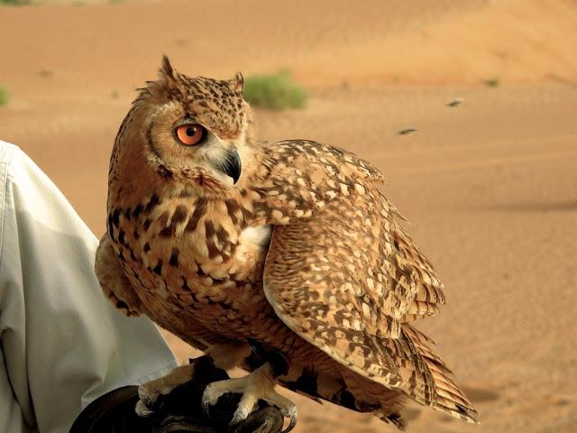 Bioma, Desierto Bioma, Desierto