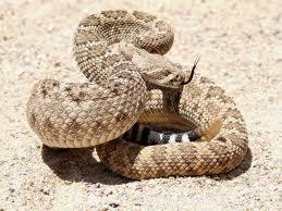 Bioma, Desierto Bioma, Desierto