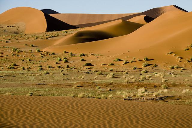 Bioma, Desierto Bioma, Desierto