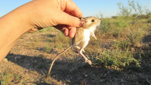 Bioma, Desierto Bioma, Desierto