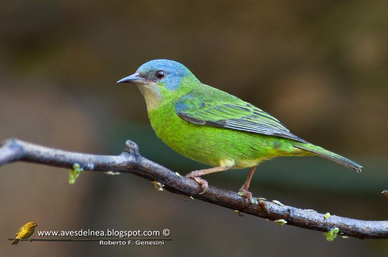 Saí azul (Blue Dacnis) Dacnis cayana Saí azul (Blue Dacnis) Dacnis cayana