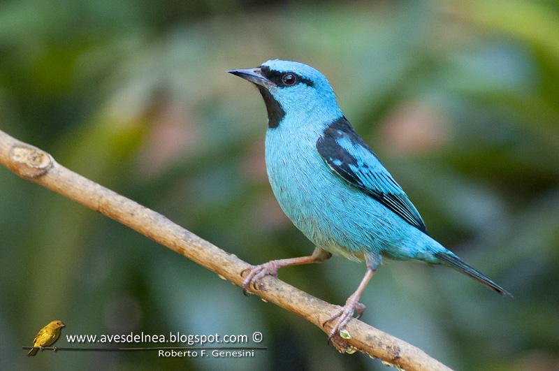 Saí azul (Blue Dacnis) Dacnis cayana Saí azul (Blue Dacnis) Dacnis cayana