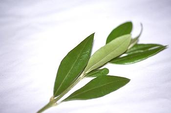 Beneficios para la salud del té de la hoja de olivo- Dieta mediterránea