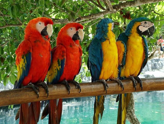 Bosque tropical