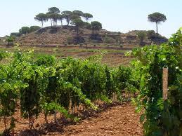 Estudio: el calentamiento global desplaza las regiones vinícolas