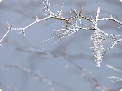 sequia en parque luro6 sequia en parque luro6