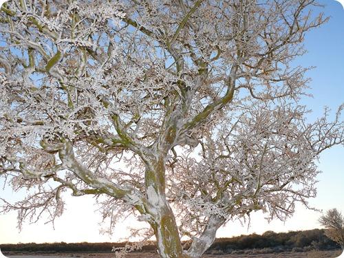 sequia en parque luro4 sequia en parque luro4