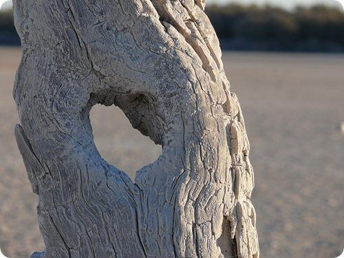 sequia en parque luro3 sequia en parque luro3