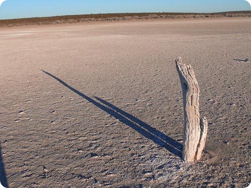 sequia en parque luro1 sequia en parque luro1