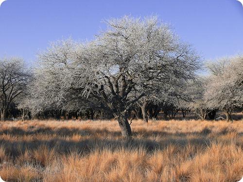 sequia en parque luro7 sequia en parque luro7